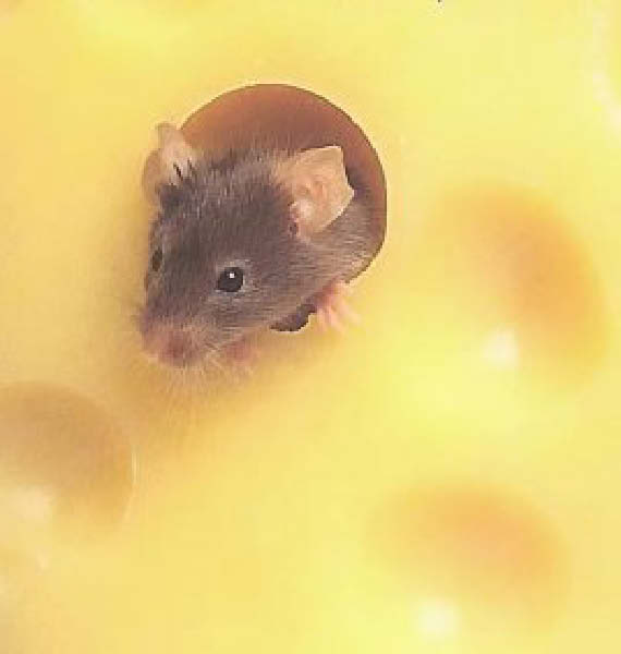 souris fromage-humourenvrac